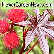 Ricinus Communis 'Carmencita' (โรงงานน้ำมันละหุ่ง), Castor Bean 'Carmencita'