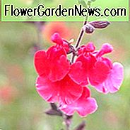 Salvia Microphylla 'Velvet แดง', Baby Sage 'กำมะหยี่สีแดง' Mountain Sage 'Velvet แดง', ไม้ยืนต้นสีแดง, Sage สีแดง, Salvia microphylla x greggii 'กำมะหยี่สีแดง'