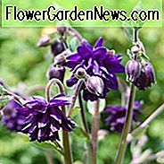 Aquilegia Vulgaris 'Blue Barlow', Akelei 'Blue Barlow', Oma's Bonnet 'Blue Barlow', Clematis-geblühte Akelei 'Blue Barlow', Clematis-geblühte Oma 'Bonnet' Blue Barlow ', Purple Columbine