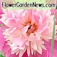Paeonia Lactiflora 'Philomele', Pfingstrose 'Philomele', 'Philomele' Pfingstrose, Chinesische Pfingstrose 'Philomele', gemeinsame Garten Pfingstrose 'Philomele', rosa Pfingstrosen, rosa Blüten, duftende Pfingstrosen