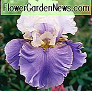 Iris 'Dream of You', hohe Schwertlilie 'Dream of You', Iris Germanica 'Dream of You', duftende Schwertlilien, duftende Bart-Schwertlilien, Iris der mittleren Jahreszeit, weiße Schwertlilien, Schwertlilien, zweifarbige Schwertlilien