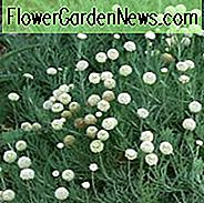 Santolina Pinnata subsp Neapolitana, Santolina Pinnata, Santolina, rosmarinblättrige Lavendel-Baumwolle, grüne Santolina, tolerant gegen Trockenheit, Silberfoliage
