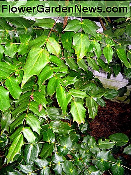 glänzende, ledrige Blätter von Mahonia shiny, leathery leaves of mahonia