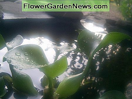 einige Wasserpflanzen in einem Gartenteich some aquatic plants in a garden pond