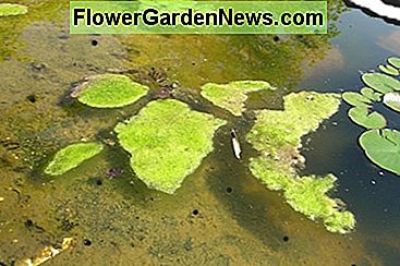 ein Gartenteich mit überschüssigen Algen a garden pond with excess algae