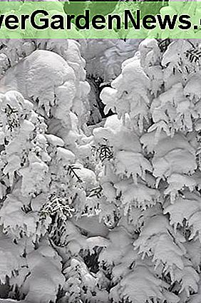 NÀr snön faller bÀr de nedre grenarna vikten av de övre grenarna. When snow falls, lower branches carry the weight of upper branches.