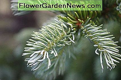 Gran grenar har kortare nÄlar som uppstÄr lÀngs grenens tips. Spruce branches have shorter needles that occur all along the branch tips.