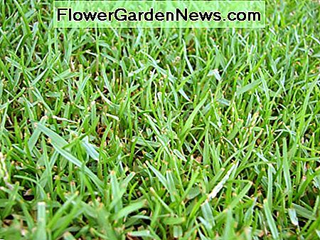 Zoysiagrass Zoysiagrass