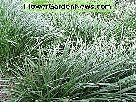 Zwerg Mondo Gras Dwarf Mondo Grass