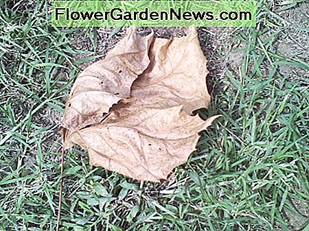 Catalpa-Blatt mit Abendessen. Dinner-plate sized catalpa leaf.