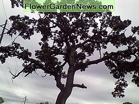 Meine künstlerische, aber arthritische Eiche. My artistic but arthritic oak tree.