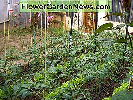 Daugelyje vietų jūsų kiemelyje galima auginti šiek tiek daržovių ir gėlių sodo. In many places it's possible to grow a little vegetable and flower garden in your front yard.