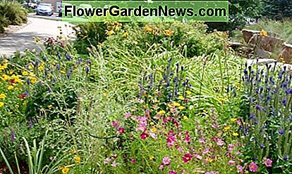 A Colorado wildflower garden, based on the English country garden style. In reality, Colorado wildflowers are spaced much further apart than they are here. Some of these grow in the mountains, some in the fields, but they are all from Colorado.