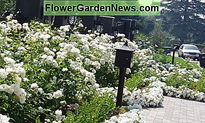 Šis namuose pasirinktas visai baltas tema, orientuotas į rožes, petūnijas ir šviesiai pilkas plytas. This homeowner has chosen an all-white theme focusing on roses, petunias, and light grey bricks.
