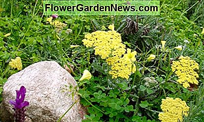 Žolelių sodo tema su lašiša (iš Kalifornijos), levanda (Viduržemio jūra) ir atsitiktinis invazinis piktžolė, Bermudų buttercup (Pietų Afrika). Herb garden theme with yarrow (from California), lavender (Mediterranean), and the accidental invasive weed, Bermuda buttercup (South Africa).