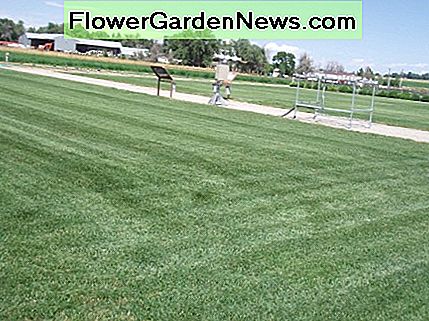 Als ich eine Freundin in Colorado besuchte, blieben wir stehen und schauten uns den Demonstrationsgarten ihres regionalen Wasserversorgers an. Sie experimentierten mit 21 Sorten von Kentucky Bluegrass, um zu sehen, was dort ohne zusätzliche Bewässerung am besten wachsen würde. When I was visiting a friend in Colorado, we stopped to look at the demonstration garden of her regional water supplier. They were experimenting with 21 varieties of Kentucky bluegrass to see what would grow best there without extra watering.