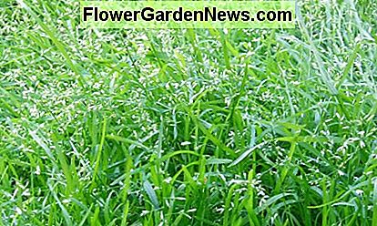 Dieser Rasen wurde gesäet, was eine natürliche Form der Nachsaat ist. Dies spart nicht nur Kosten, sondern auch neues Wachstum, das dem alten Wachstum entspricht. This lawn has been left to seed, which is a natural form of overseeding. Not only does this save expenses, but it also provides new growth that matches the old growth.