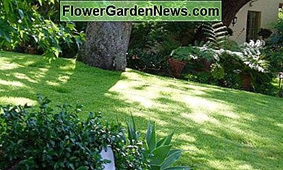 Dieser gesunde Rasen wächst in hellem Schatten. Wo der Schatten schwerer wird, pflanzte der Hausbesitzer Sträucher. Beachten Sie, wie das ein entspanntes, kurviges Aussehen verleiht. This healthy lawn is growing in light shade. Where the shade gets heavier, the homeowner planted shrubs. Note how that imparts a relaxing, curvy look.