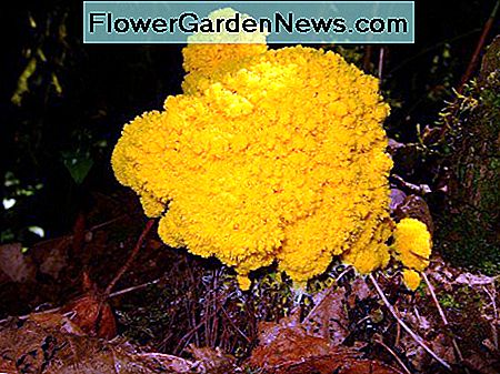 Gelbe Schleimform Yellow slime mold