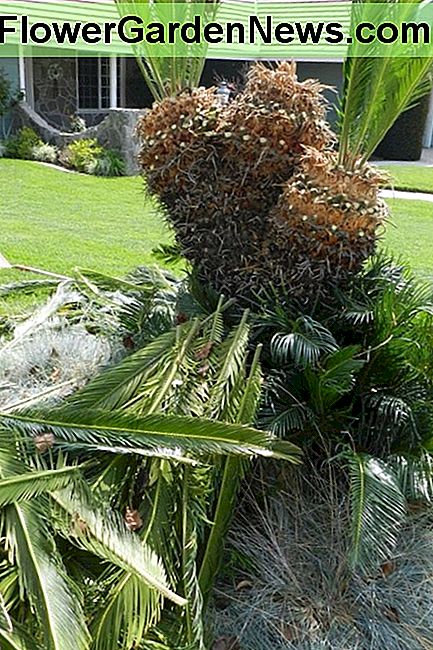 Ce sagou a trois couronnes. La couronne centrale a été entièrement rectifiée. J'ai laissé une rangée de lances sur les autres couronnes. Notez que deux rangées de feuilles ont été coupées de chaque branche. This sago has three crowns. The center crown got a complete trimming. I left a row of spears on the other crowns. Notice that two rows of leaves were cut from each branch.