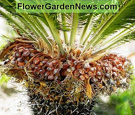 Sago Palm femelle avec des graines Female Sago Palm with Seeds
