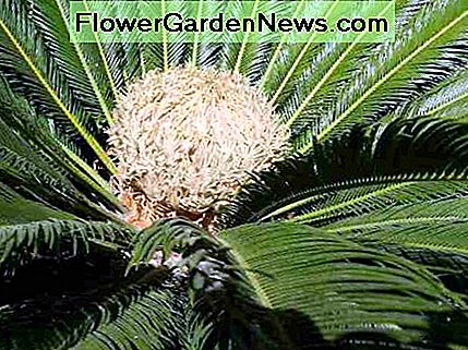 Nouvelle couronne de graines sur une femelle mature. New seed crown on a mature female.