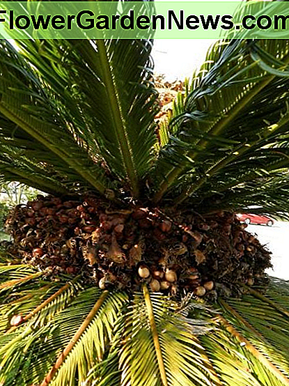 Tête de graine compressée de sagou. Compressed seed head of sago palm.