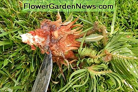 Voici un chiot enlevé. Le matériel végétal est humide et croquant, permettant un retrait facile. Here is a pup removed. The plant material is moist and crisp, allowing easy removal.