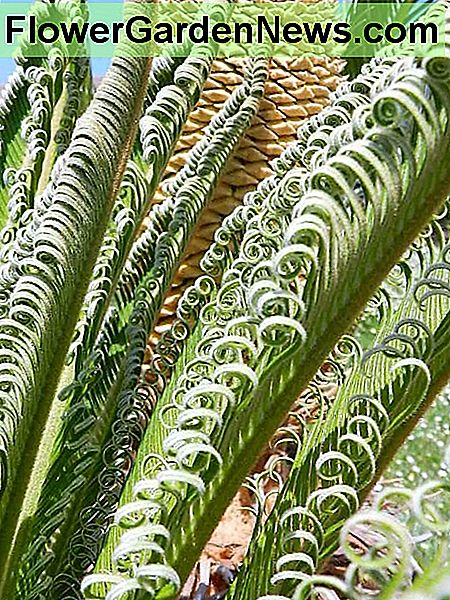 Mâle sagou palmier au printemps. Certaines années paraîtront plus spectaculaires que d'autres. Male sago palm in spring bloom. Some years will look more spectacular than others.