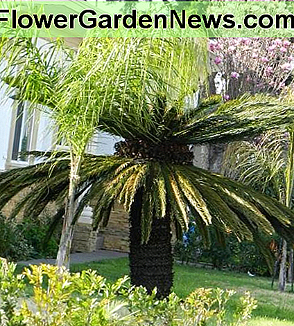 Énorme palmier sagoutier femelle. Huge female sago palm.