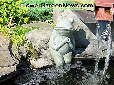 Atrodo, kad varlės raso mano tvenkinius. Frogs just seem to find my ponds.