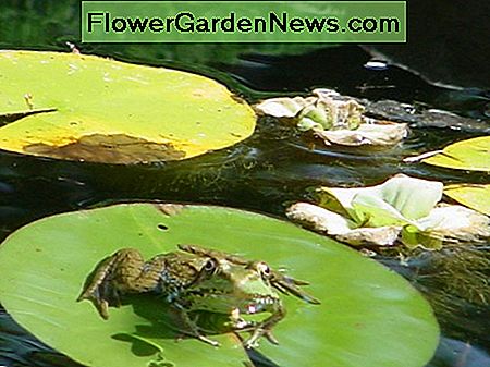 Vargšas, sėdi ant lelijos spintelės tvenkinyje ... vandens salotos fone. Frog sitting on a lily pad in the pond...water lettuce in the background.
