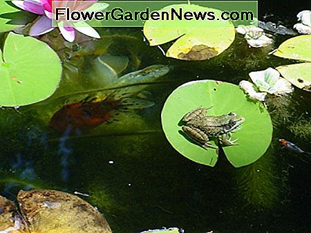 Mano tvenkinys - varlė, žuvis ir lilija Frog, fish, and lillys in my pond