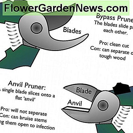 Anvil pruner mot bypass pruner Anvil pruner versus bypass pruner