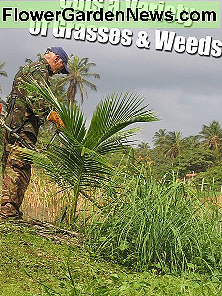 ใช้เครื่องตัดแปรง Stihl ของเรา Using our Stihl brush cutter