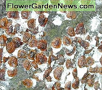 paardenkastanje schalen horse chestnut scales