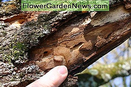 Houtboormachines op suikeresdoorn Wood borers on sugar maple