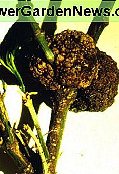 Crown Gall Crown Gall
