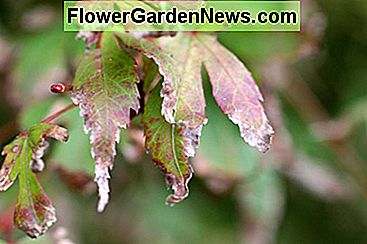 Acer bladschroeiplek Acer leaf scorch