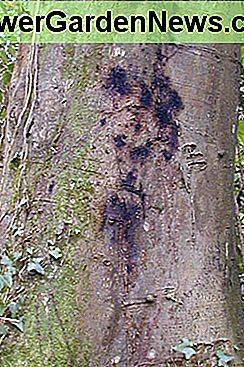 Phytophthora bloedende kanker in een beuk Phytophthora bleeding canker in a beech tree