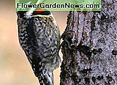 Gele buik Sapsucker Yellow bellied sapsucker