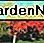 Amoer esdoorn als sierplant Amur maple as ornamental plant