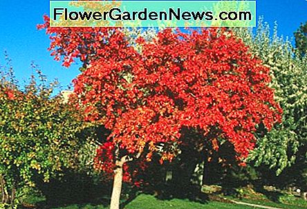 Amoer esdoorn als sierplant Amur maple as ornamental plant
