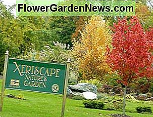 xeriscape Xeriscape