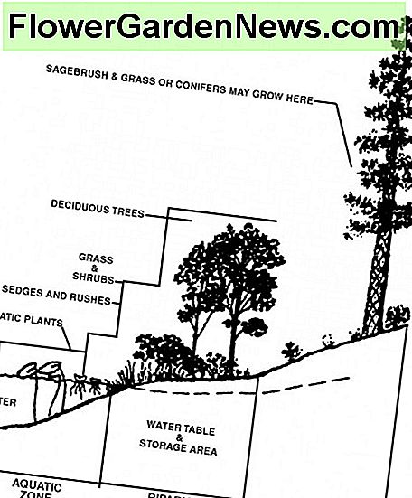 Oeverzone Riparian zone