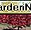 Esdoorn van esdoorn Embers Amur maple