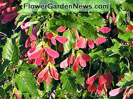 Rode vleugel Amoer esdoorns Red wing Amur maples