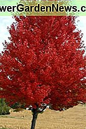 Flame Amur esdoorn Flame Amur maple