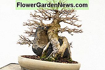 Wortel over rots Root over rock
