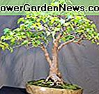 Amur Maple 10 Seeds - Acer ginnala - Bonsai / Buitenshuis